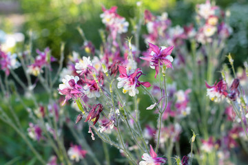 purple flowers in the garden