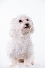 Maltese dog sitting on chair against white background