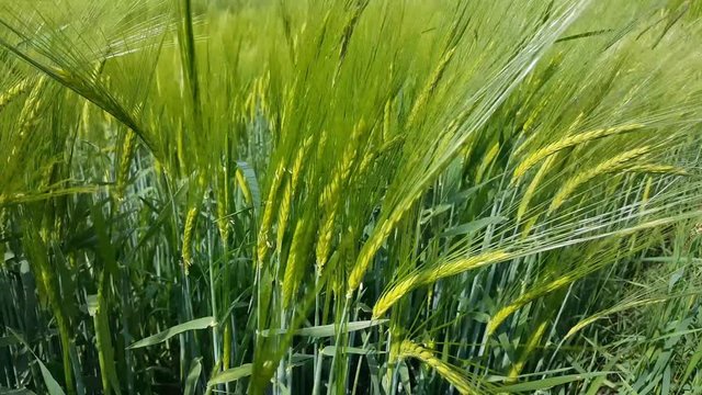 Gerste bewegt sich im Wind 