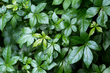 Beatiful green leaves background, Acanthopanax trifoliatus plant, thai herbs with anti oxidance 