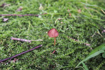 緑の大地の中央に生えた茶色いキノコ