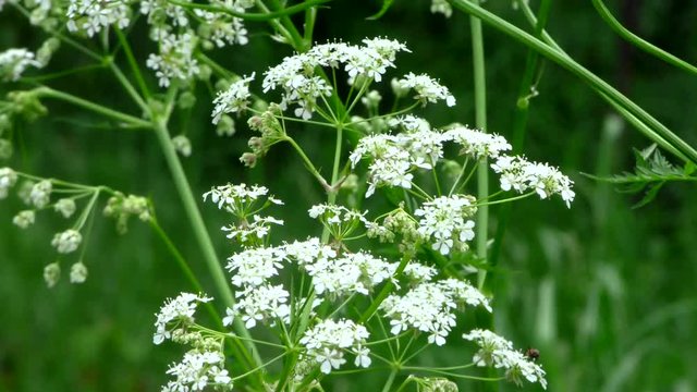Flowers wild Hemlock. Umbrella plants in the natural environment.