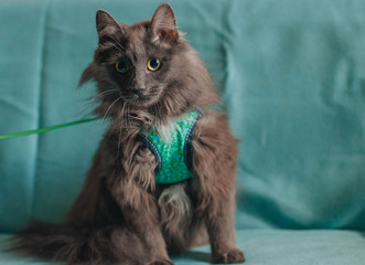 Fluffu grey mongrel cat laying on the turquoise sofa
