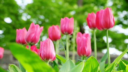 Beautiful fresh tulips background