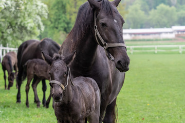 Obraz premium Black horse, mare with foal. Birth of foal in spring