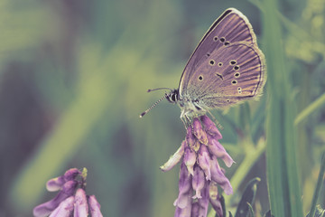 Butterfly on a spring meadow in the sunshine. Toned image.