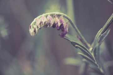 .Purple flower vetch (Vicia cracca) on meadow, blooming with violet and blue flowers.