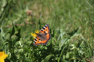 Obraz premium butterfly on flower