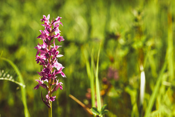 Purple Orchid flower on stem with green background, close up photo