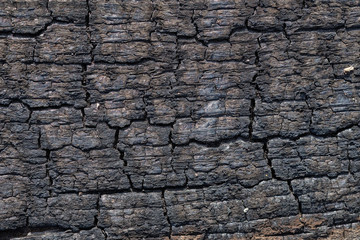 Burnt wood texture. Wood charcoal