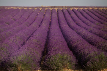 Fototapeta na wymiar Lavender field in summer landscape near Valensole. Provence,France