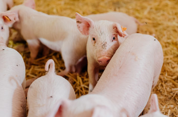 young piglets in agricultural livestock farm