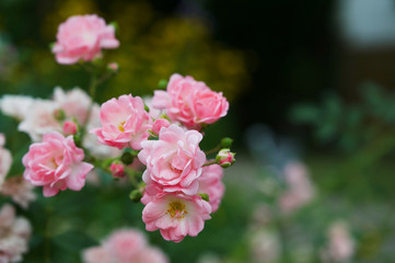 Nahaufnahme von wunderschönen Pfingstrosen mit Bokeh