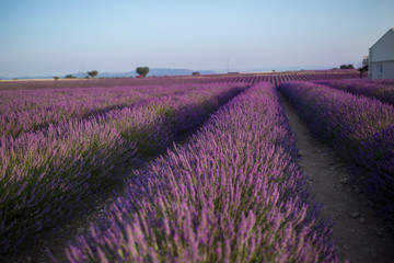 Naklejka na ściany i meble Blossom purple lavender field in summer landscape near Valensole. Provence,France