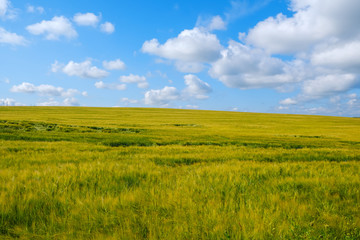 Obraz premium beautiful summer landscape with a view of barley field and sky with Cumulus clouds