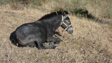 Resting black mule in dried grass