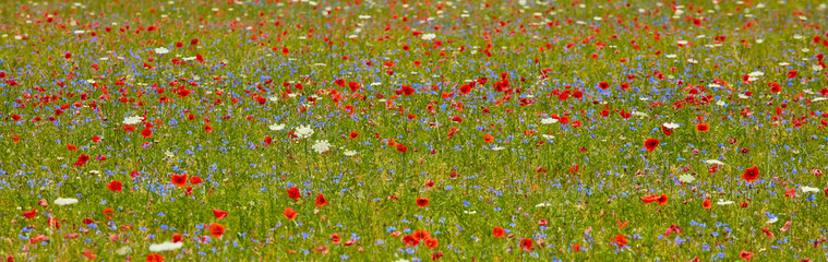 Fototapeta premium beautiful landscape of the large plain of Castelluccio di Norcia, situated in the umbria region, in the park of the Sibillini mountains, the crops in bloom create a suggestion of colors and shapes.