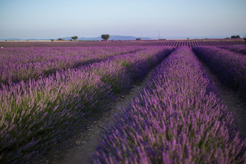 Blossom purple lavender fields in summer landscape near Valensole. Provence,France 2019