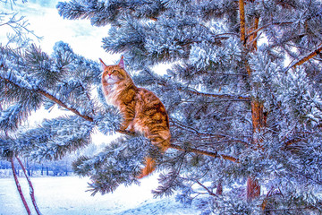 Drawing of a very nice wild red and white maine coon cat sitting on the pine tree in the winter snowy forest. Concept: winter.