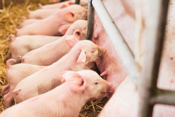 young piglets sucking sow milk