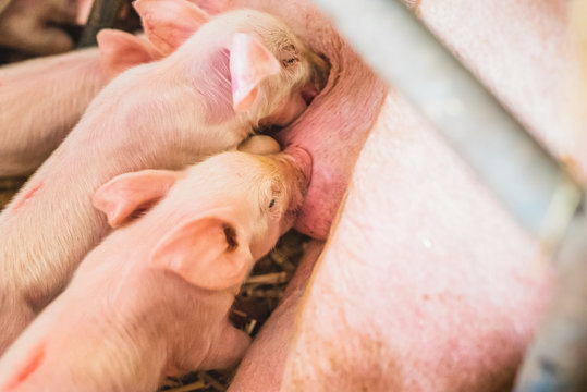 young piglets sucking sow milk