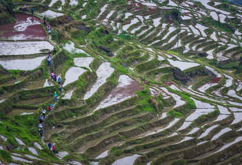 Rice terraces, Guilin Longji