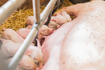 young piglets sucking sow milk © volf anders