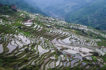 Rice terraces, Guilin Longji