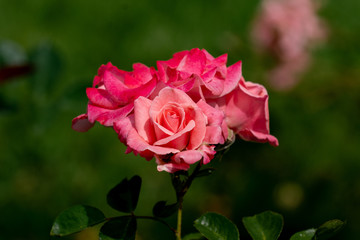 beautiful close up of a several rose flower heads of the german paulsen 462 rose
