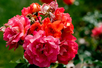 beautiful close up of several red and orange rose flower heads of the german gebrueder grimm rose