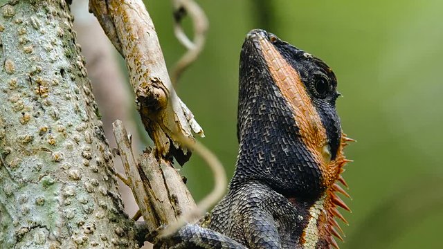 Emma Gray forest lizard on a tree during the breeding season.