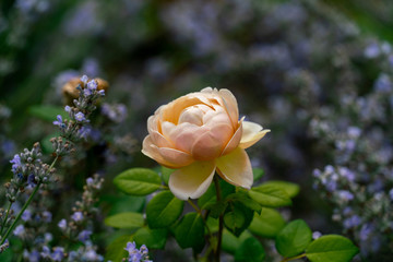 beautiful close up of a single white rose flower head of the english charles darwin rose