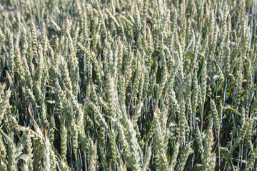 Wheat