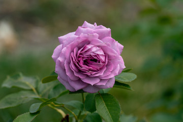 beautiful close up of a single blue novalis rose flower head