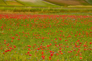 beautiful landscape of the large plain of Castelluccio di Norcia, situated in the umbria region, in the park of the Sibillini mountains, the crops in bloom create a suggestion of colors and shapes.