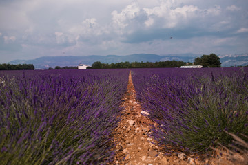 Blossom purple lavender fields in summer landscape near Valensole. Provence,France 2019