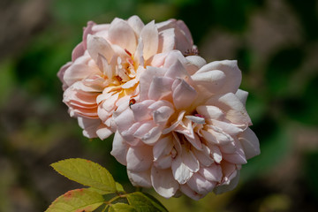 beautiful close up of two pink grace english rose flower heads