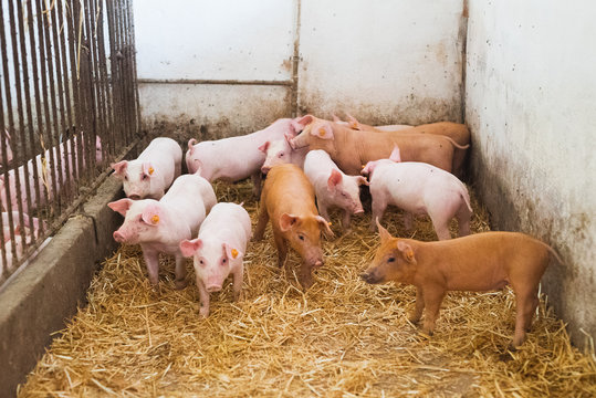 young piglets in agricultural livestock farm