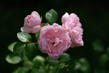 beautiful close up of several pink rose flower heads of the cinderella rose