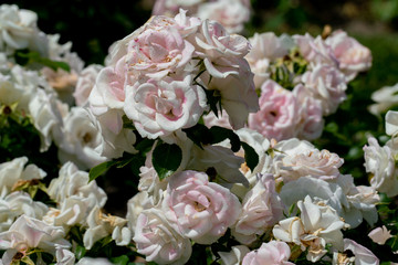 Obraz na płótnie Canvas beautiful close up of several white rose flower heads of the german ground cover rose aspirin