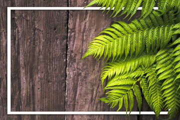 Green leaves on old wooden background and a frame for text input