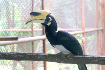 Close up portrait of a Great hornbill
