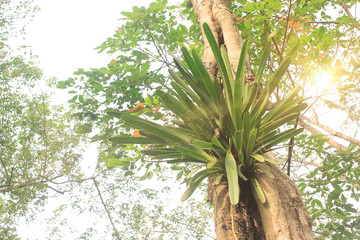 Cymbidium aloifolium orchid in the wild, based on large trees.