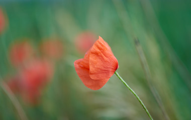 Red poppy flower blowing in the wind. Soft focus. Copy space. 