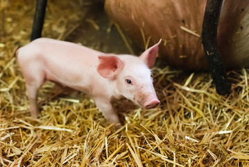 young piglet in agricultural livestock farm