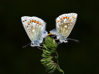 Common Blue