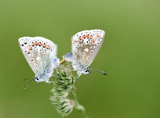 Common Blue