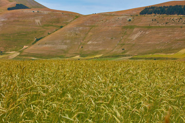 beautiful landscape of the large plain of Castelluccio di Norcia, situated in the umbria region, in the park of the Sibillini mountains, the crops in bloom create a suggestion of colors and shapes.