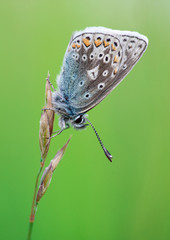 Common Blue