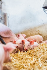 young piglets in agricultural livestock farm © volf anders